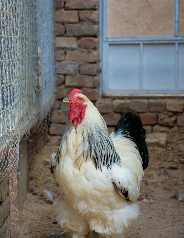 Captivating image of a rooster in a rustic barnyard, ideal for agricultural themes.